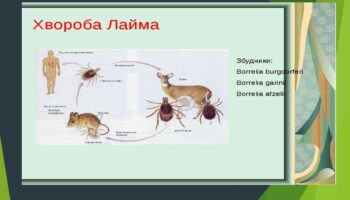 laim-borelioz_page-0004